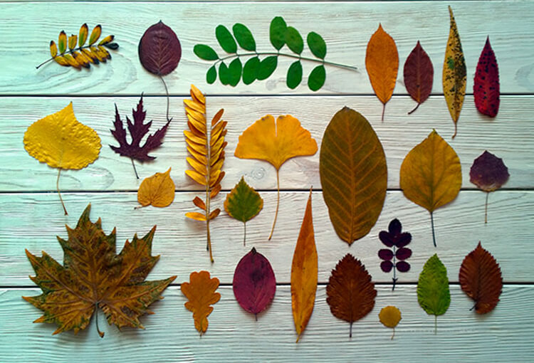 Как быстро высушить листья утюгом — для поделок и гербария